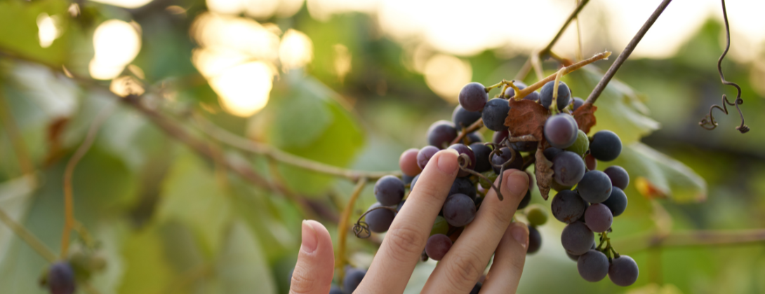 Les vins en biodynamie, meilleurs que les vins bios ?